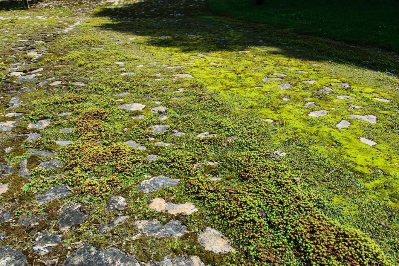 Rittergut/Gutshaus Grossgestewitz Naumburg  Dış mekan fotoğraf